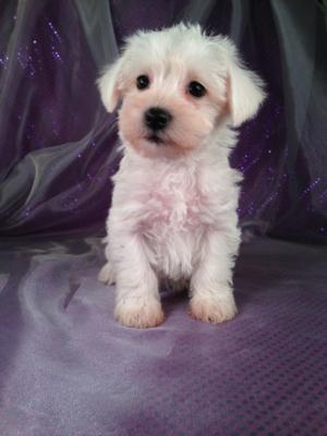 Female Schnoodle Puppy for Sale #15 Born September 13, 2013|Looking for a schnoodle Puppy for sale in San Francisco? Purebredpups ships schnoodles to California for $150.